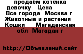 продаём котёнка девочку › Цена ­ 6 500 - Все города, Москва г. Животные и растения » Кошки   . Магаданская обл.,Магадан г.